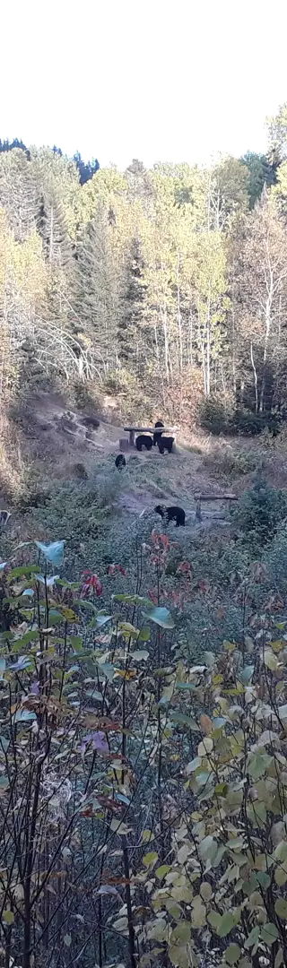 Schwarzbären in Sicht